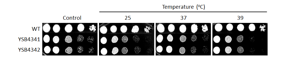 Growth phenotype for CNAG_04221T0