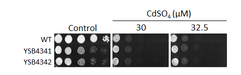 Heavy metal stress phenotype for CNAG_04221T0