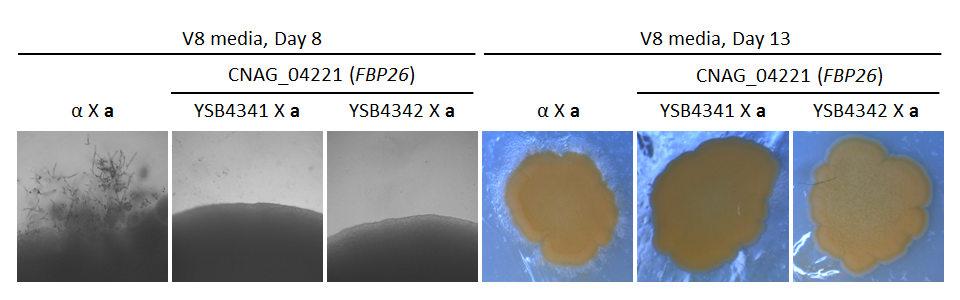 Growth phenotype for CNAG_04221T0