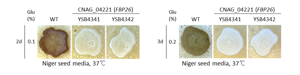 Melanin phenotype for CNAG_04221T0