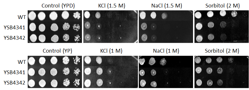 Osmotic stress phenotype for CNAG_04221T0