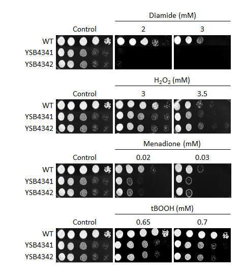 Oxidative stress phenotype for CNAG_04221T0