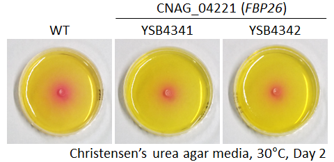 Urease phenotype for CNAG_04221T0