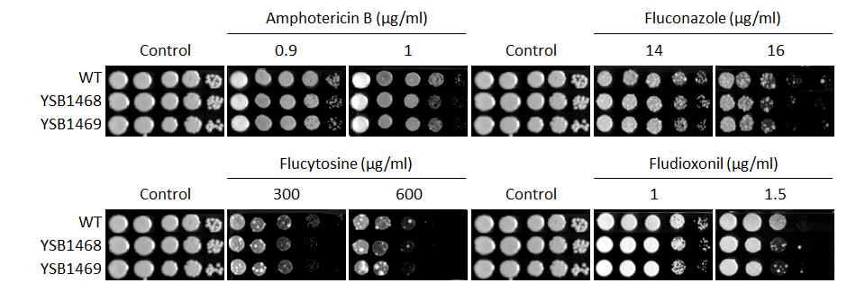 Antifungal drug susceptibility for CNAG_04230T0