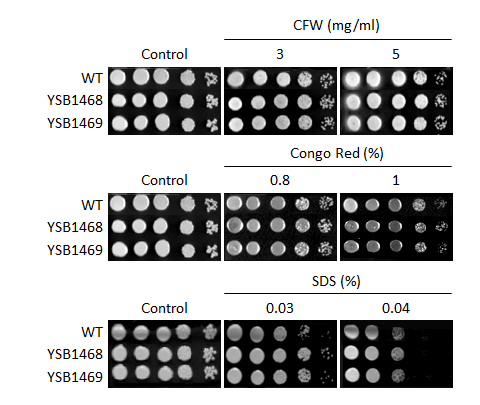 Cell wall stress phenotype for CNAG_04230T0