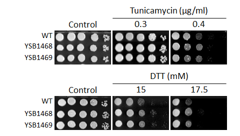 ER stress phenotype for CNAG_04230T0