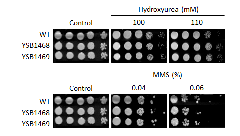 Genotoxic stress phenotype for CNAG_04230T0