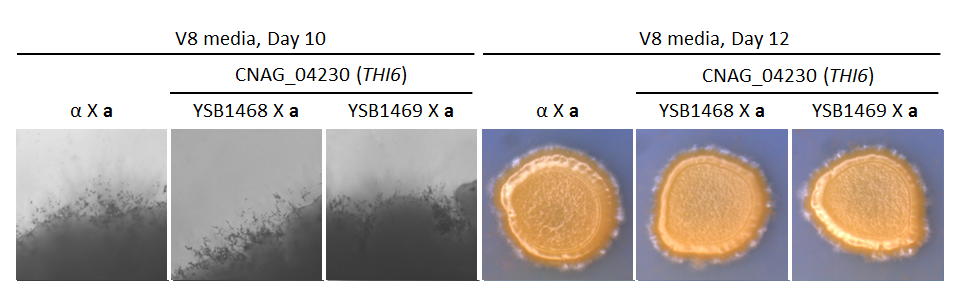 Growth phenotype for CNAG_04230T0