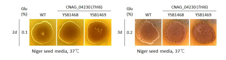 Melanin phenotype for CNAG_04230T0