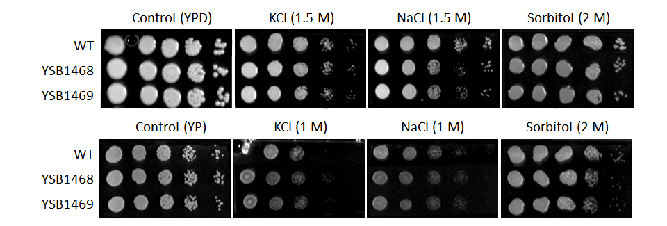 Osmotic stress phenotype for CNAG_04230T0