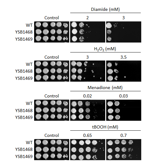 Oxidative stress phenotype for CNAG_04230T0