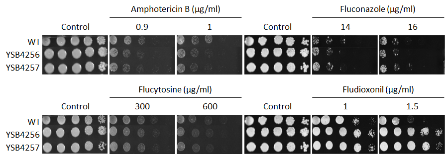Antifungal drug susceptibility for CNAG_04272T0