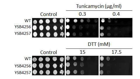 ER stress phenotype for CNAG_04272T0