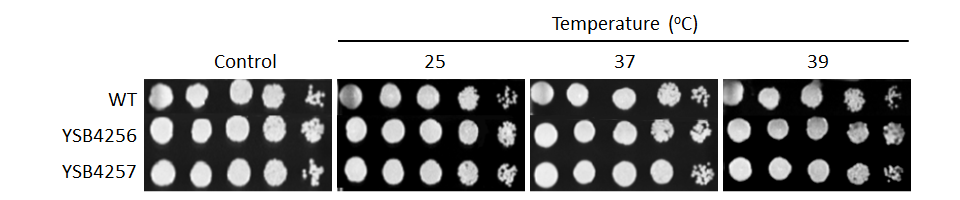 Growth phenotype for CNAG_04272T0