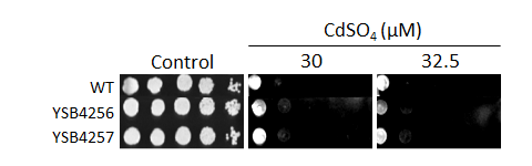 Heavy metal stress phenotype for CNAG_04272T0
