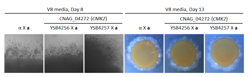 Growth phenotype for CNAG_04272T0