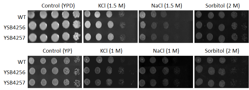 Osmotic stress phenotype for CNAG_04272T0