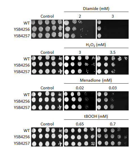 Oxidative stress phenotype for CNAG_04272T0