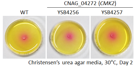 Urease phenotype for CNAG_04272T0
