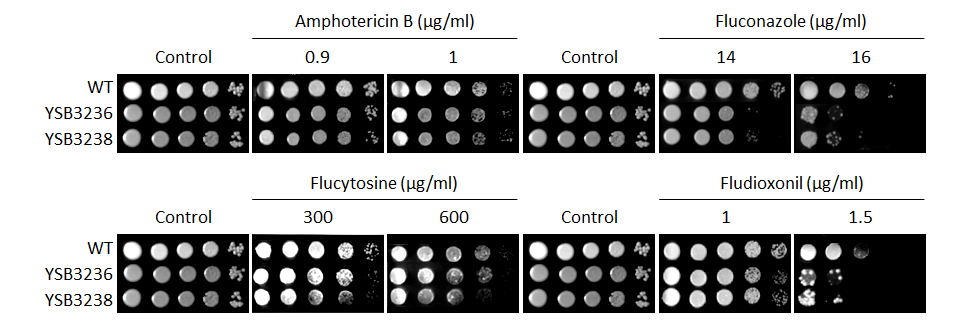 Antifungal drug susceptibility for CNAG_04282T0