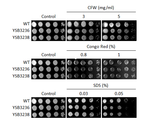 Cell wall stress phenotype for CNAG_04282T0