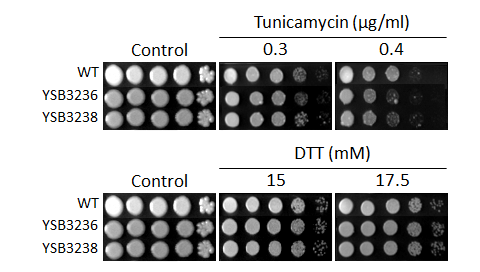 ER stress phenotype for CNAG_04282T0