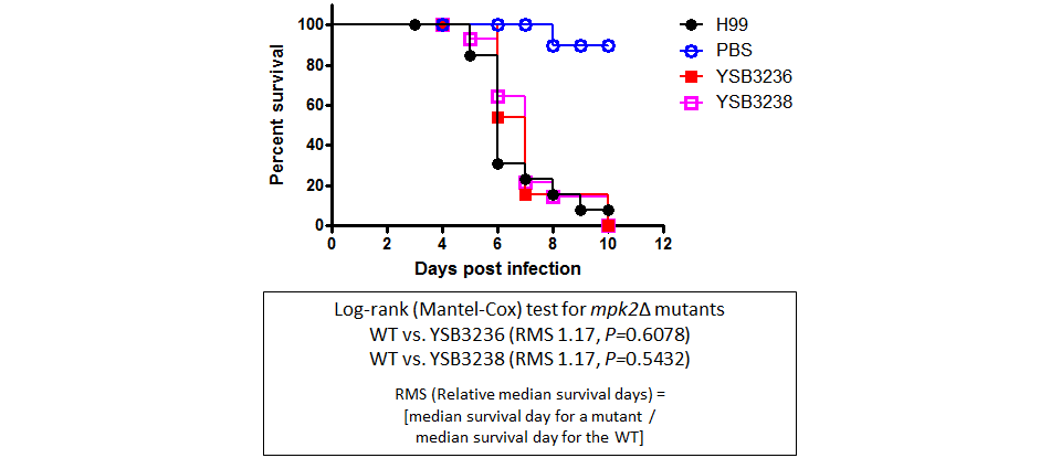 Galleria mellonella virulence data for CNAG_04282T0