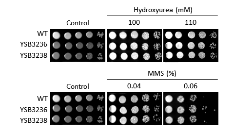 Genotoxic stress phenotype for CNAG_04282T0