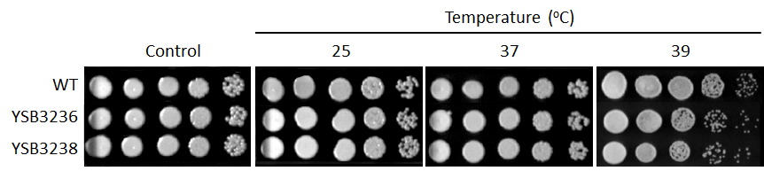 Growth phenotype for CNAG_04282T0