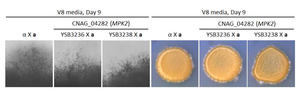Growth phenotype for CNAG_04282T0