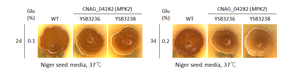 Melanin phenotype for CNAG_04282T0