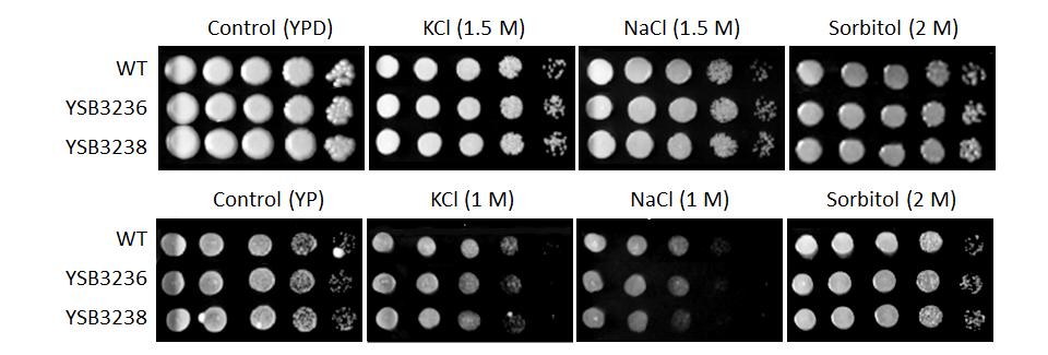 Osmotic stress phenotype for CNAG_04282T0