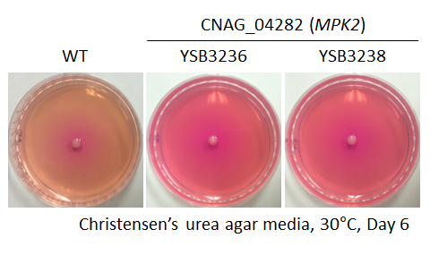 Urease phenotype for CNAG_04282T0
