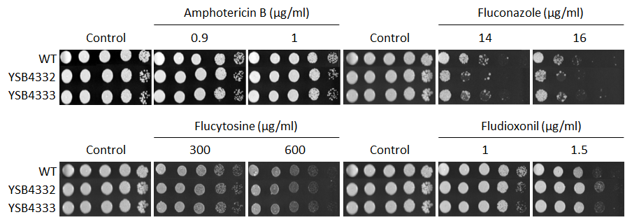 Antifungal drug susceptibility for CNAG_04314T0