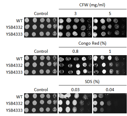 Cell wall stress phenotype for CNAG_04314T0