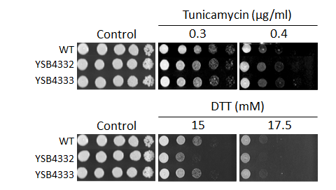 ER stress phenotype for CNAG_04314T0
