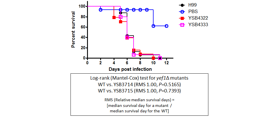 Galleria mellonella virulence data for CNAG_04314T0