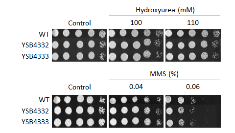 Genotoxic stress phenotype for CNAG_04314T0