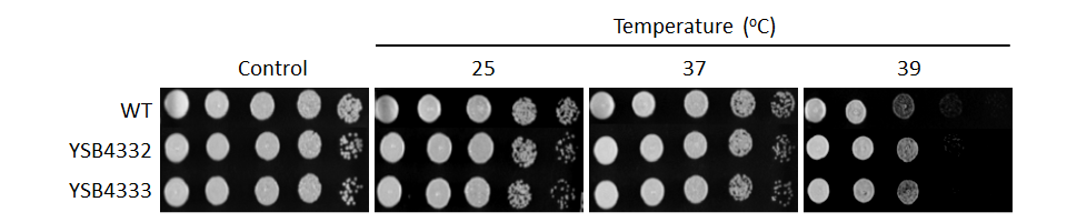 Growth phenotype for CNAG_04314T0