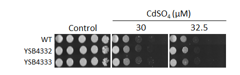 Heavy metal stress phenotype for CNAG_04314T0