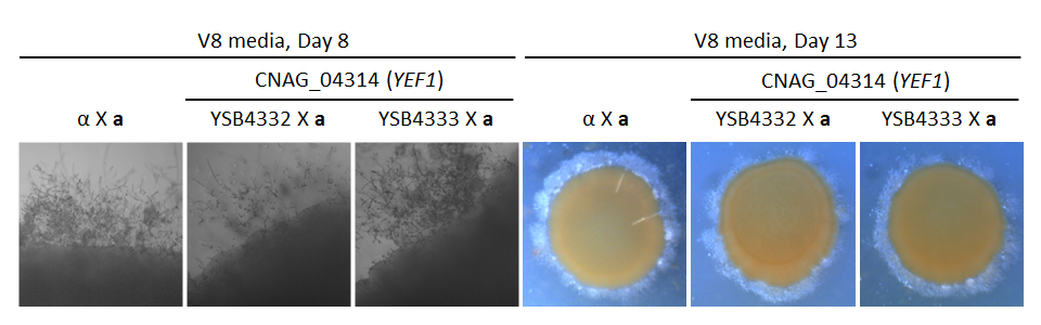 Growth phenotype for CNAG_04314T0