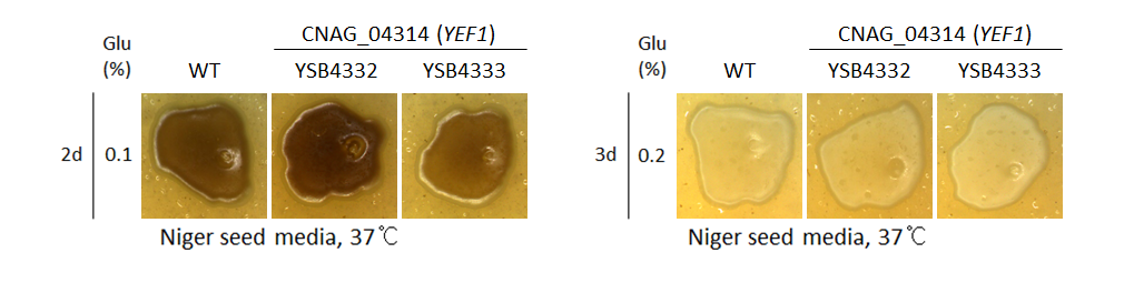 Melanin phenotype for CNAG_04314T0