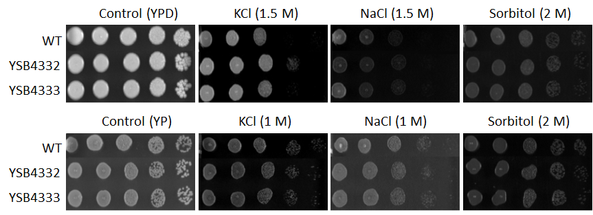 Osmotic stress phenotype for CNAG_04314T0