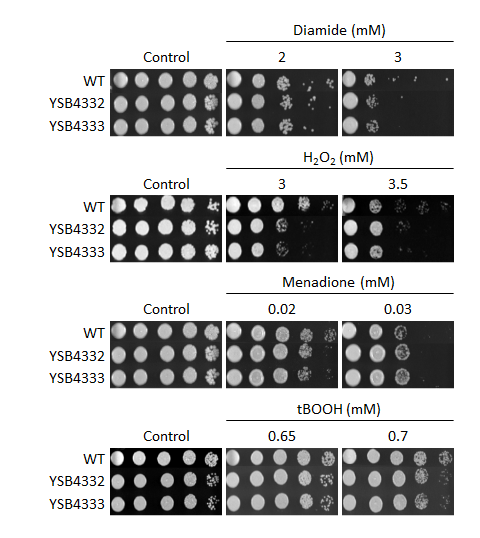 Oxidative stress phenotype for CNAG_04314T0