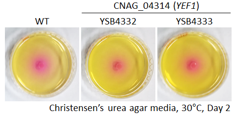 Urease phenotype for CNAG_04314T0