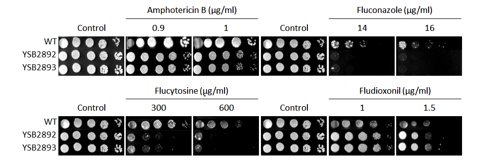 Antifungal drug susceptibility for CNAG_04316T0
