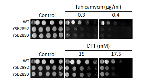 ER stress phenotype for CNAG_04316T0