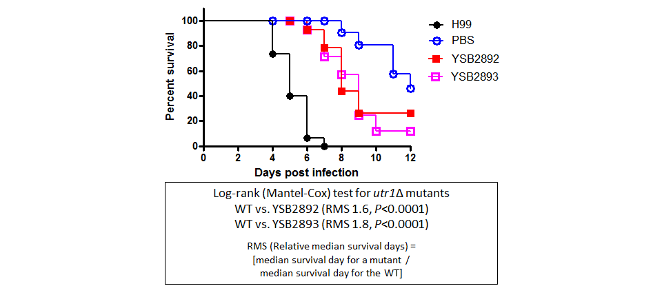Galleria mellonella virulence data for CNAG_04316T0