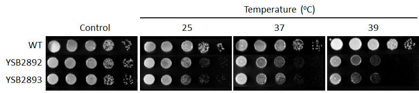 Growth phenotype for CNAG_04316T0