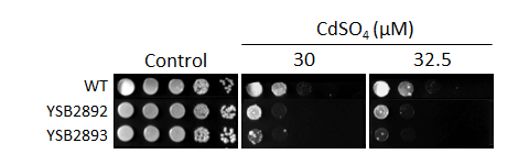 Heavy metal stress phenotype for CNAG_04316T0